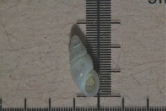 Onoba aculeus