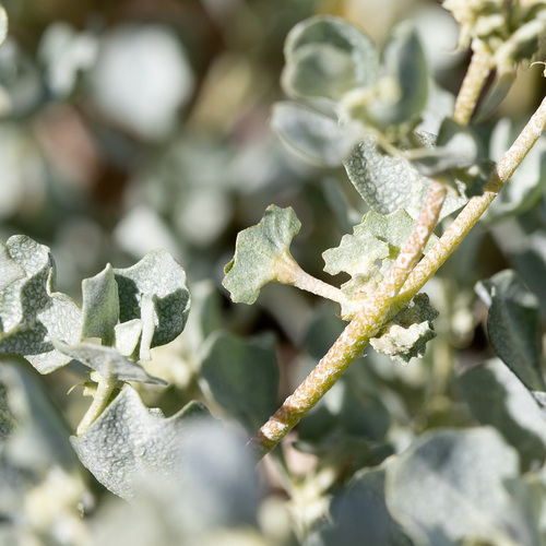 Fan saltbush (Atriplex angulata)