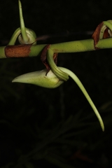 Angraecum eburneum image