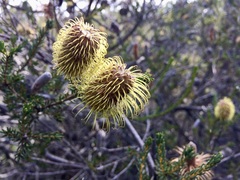 Banksia pulchella