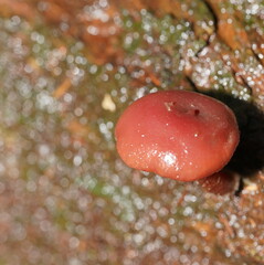 Tubaria rufofulva