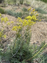 Patrinia intermedia