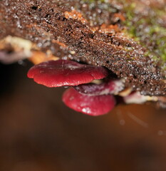 Tubaria rufofulva
