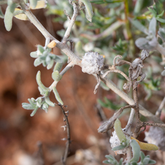 Dissocarpus paradoxus