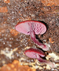 Tubaria rufofulva