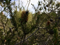 Banksia pulchella