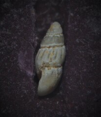 Onoba semicostata