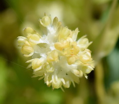 Valerianella turgida