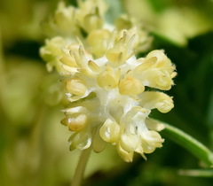 Valerianella turgida