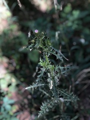 Carduus crispus