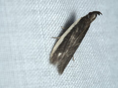 Sphaleractis parasticta