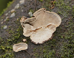 Datronia brunneoleuca