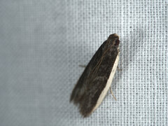 Sphaleractis parasticta