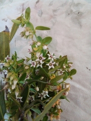 Astephanus triflorus