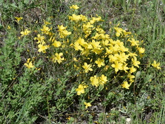 Linum pallasianum