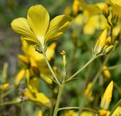 Linum pallasianum
