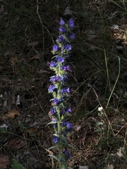 Echium vulgare