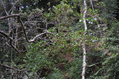Viburnum taitoense
