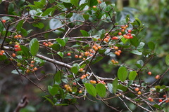 Viburnum taitoense