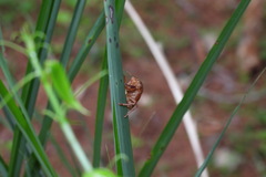 Tanna infuscata