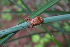 Tanna infuscata