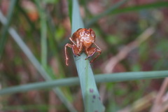Tanna infuscata