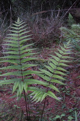 Pteris setulosocostulata