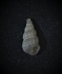 Tragula fenestrata