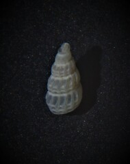 Tragula fenestrata