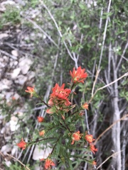 Castilleja wootonii