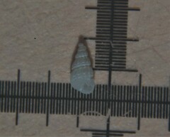 Tragula fenestrata