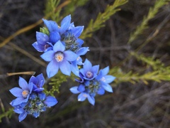 Philotheca nodiflora