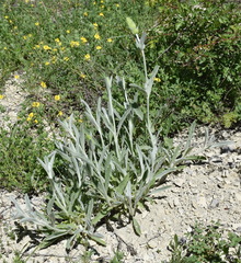 Sideritis catillaris