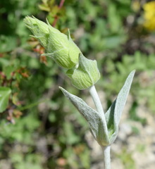 Sideritis catillaris