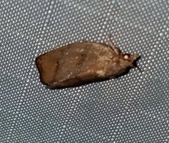 Argyrotaenia juglandana