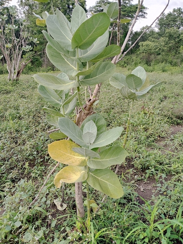 giant milkweed