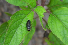 Plagiosterna formosana