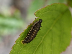 Plagiosterna formosana