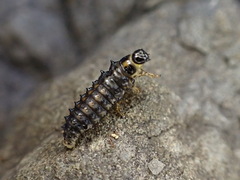 Plagiosterna formosana