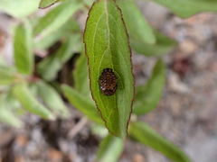 Plagiosterna formosana