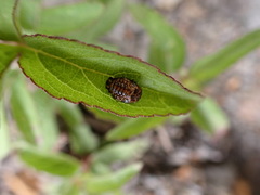 Plagiosterna formosana