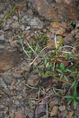 Epilobium platystigmatosum