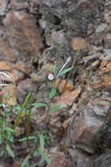 Epilobium platystigmatosum