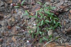 Epilobium platystigmatosum