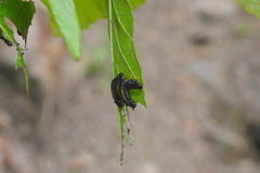 Plagiosterna formosana