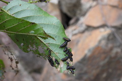 Plagiosterna formosana