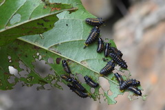 Plagiosterna formosana