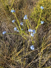 Philotheca nodiflora