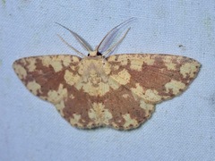 Cyclophora circummaculata