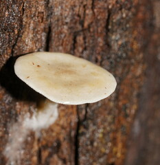 Clitocybe semiocculta
